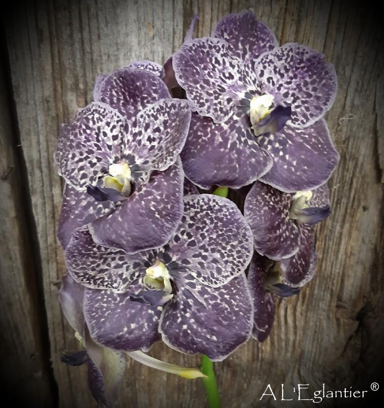 vanda sunandra Magic black