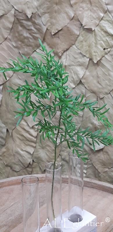 Asparagus Densifl Cwebe