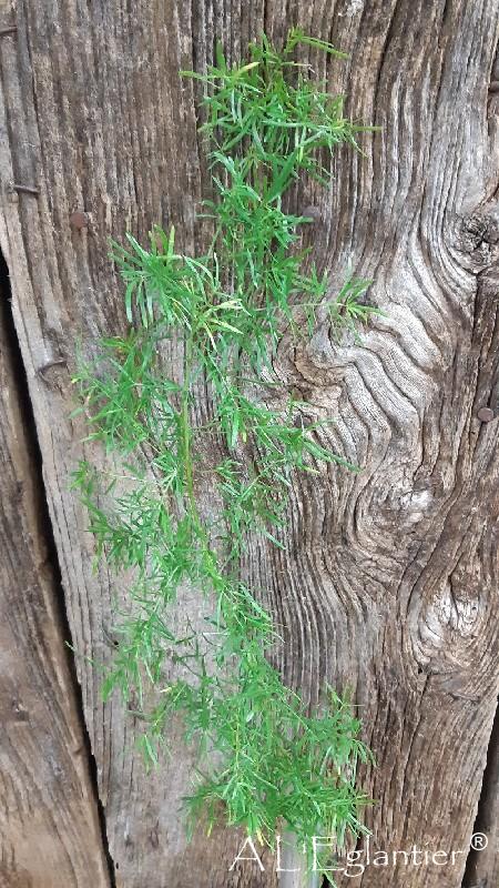 Asparagus Spengeri