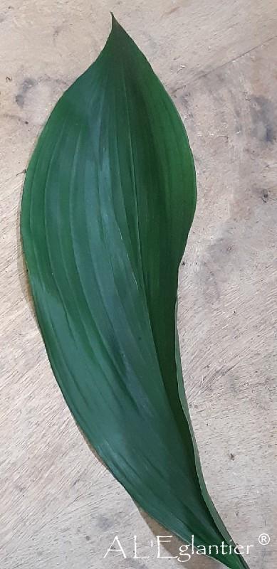 Aspidistra Petite