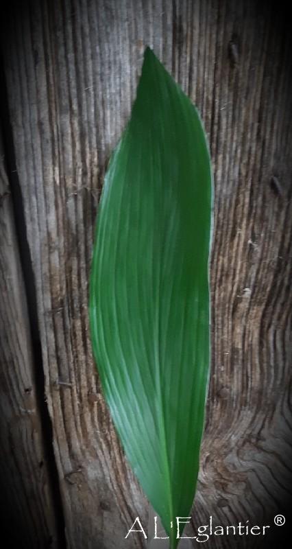 Aspidistra Vert Mignon