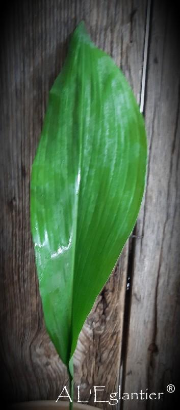 aspidistra en 80 cm