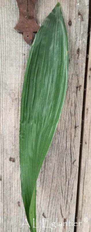 aspidistra 100 cm