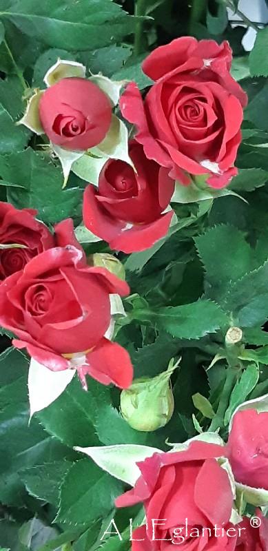 Rose Branchue Mirabel