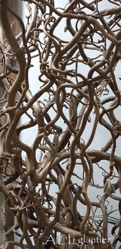 Corylus Tortuosa