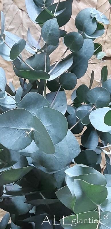 eucalyptus gunni