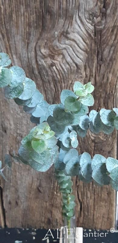 Eucalyptus Baby Blue en 80 cm