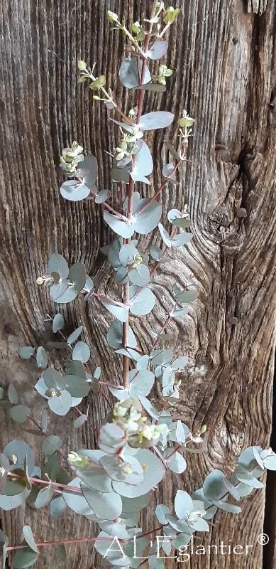 Eucalyptus Cinerea
