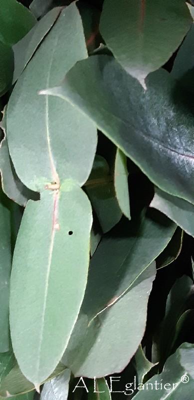 Eucalyptus robusta