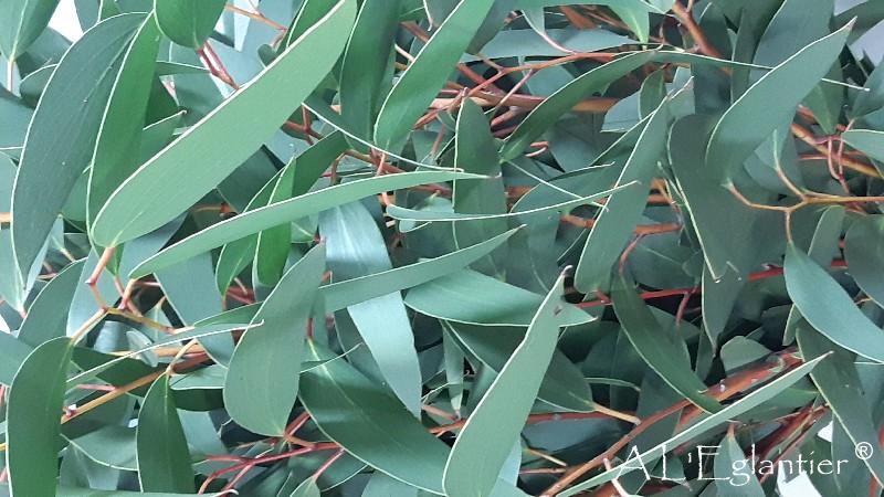 Eucalyptus Populus grand