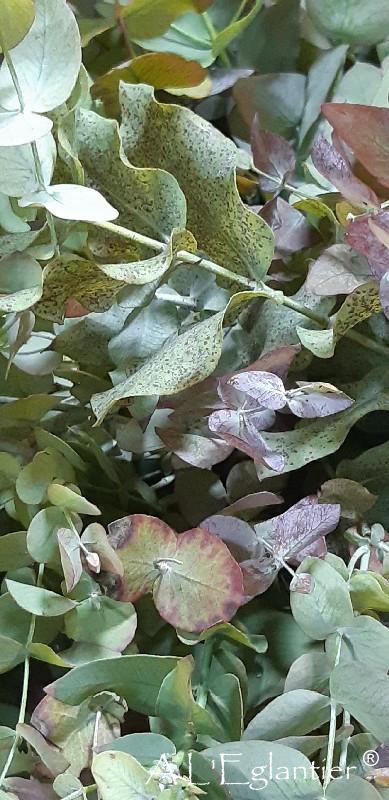 Eucalyptus Stuartiana Natuur