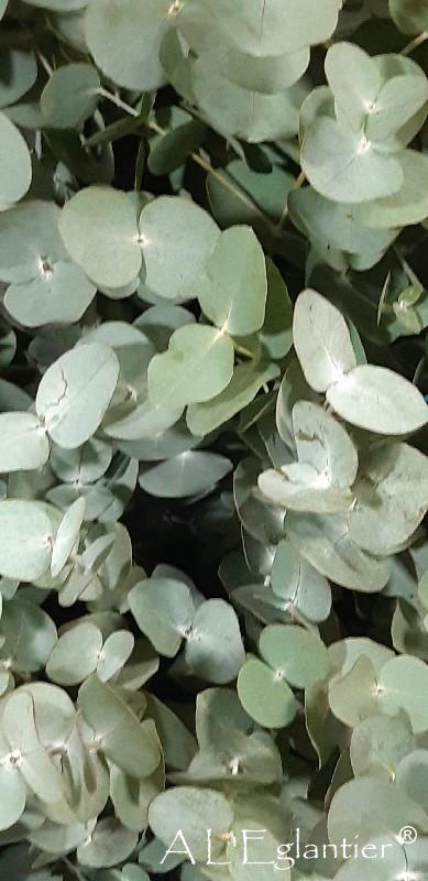 Eucalyptus parvifolia court