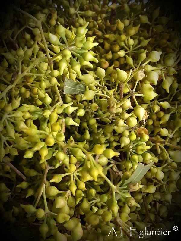 eucalyptus exotica baies