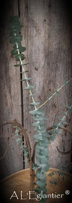 Eucalyptus true blue