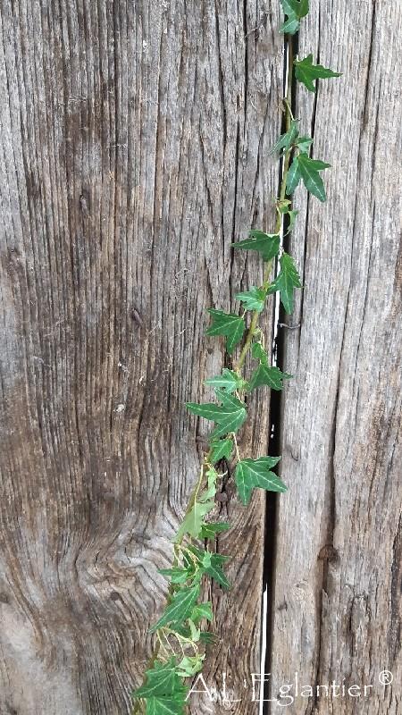 Lierre Hedera vert