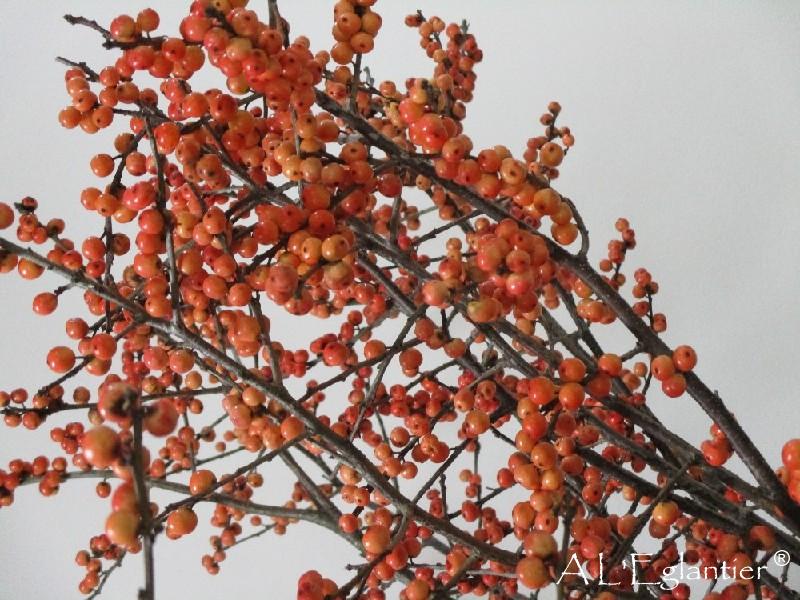 Ilex orange en 80cm