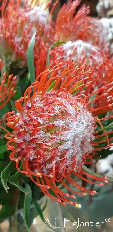 Protea nutans Tango