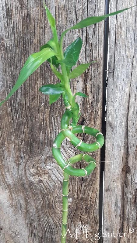 Dracaena lucky Bamboo Spirale 