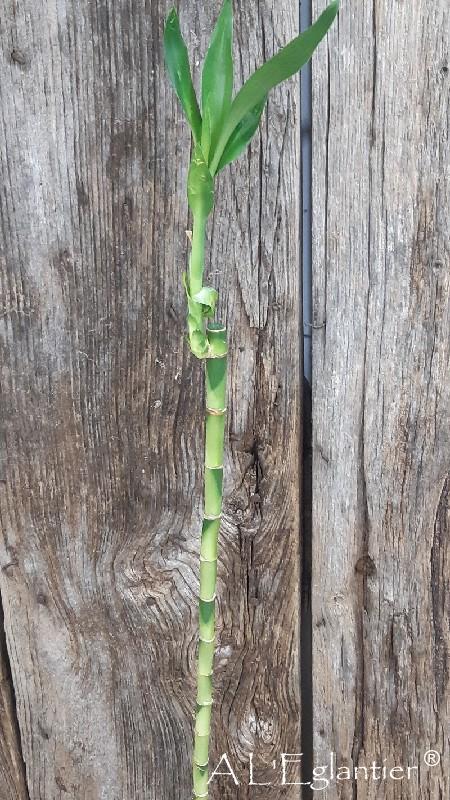 Dracaena Luxcky Bamboo 70 cm