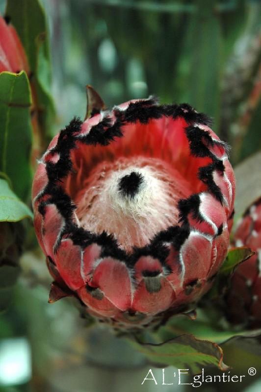 Protea barbigera king