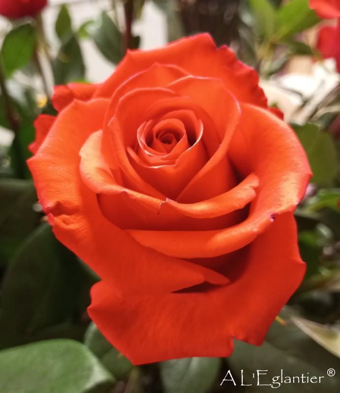 rose equateur nina