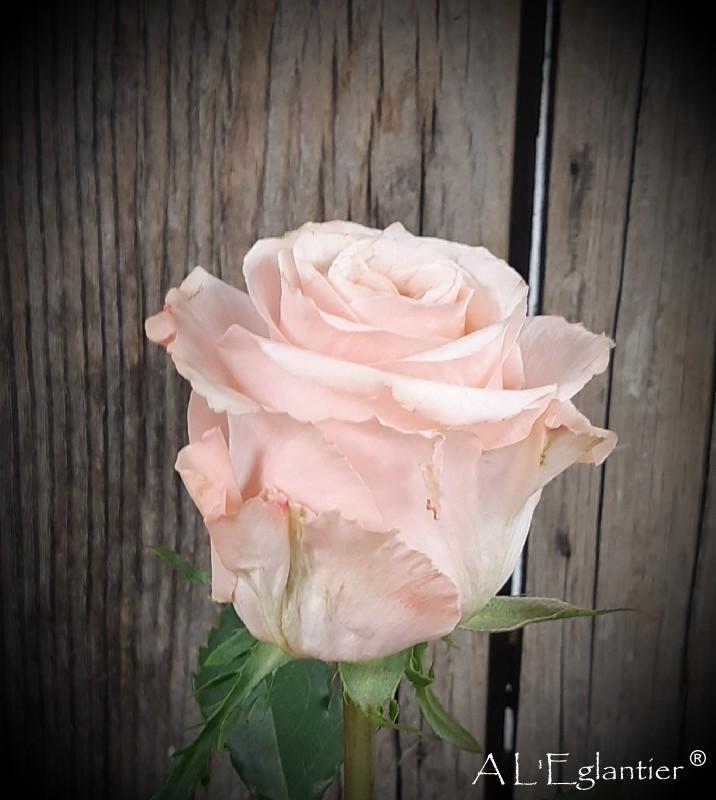 Rose equateur Shimmer en 70cm