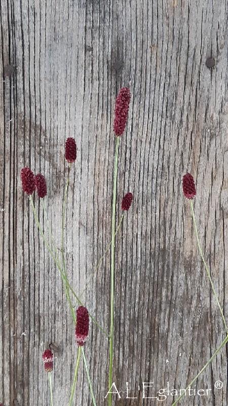 Sanguisorba