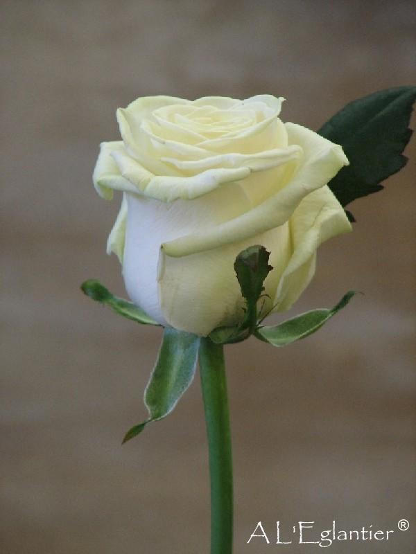 Rose equateur Mondial