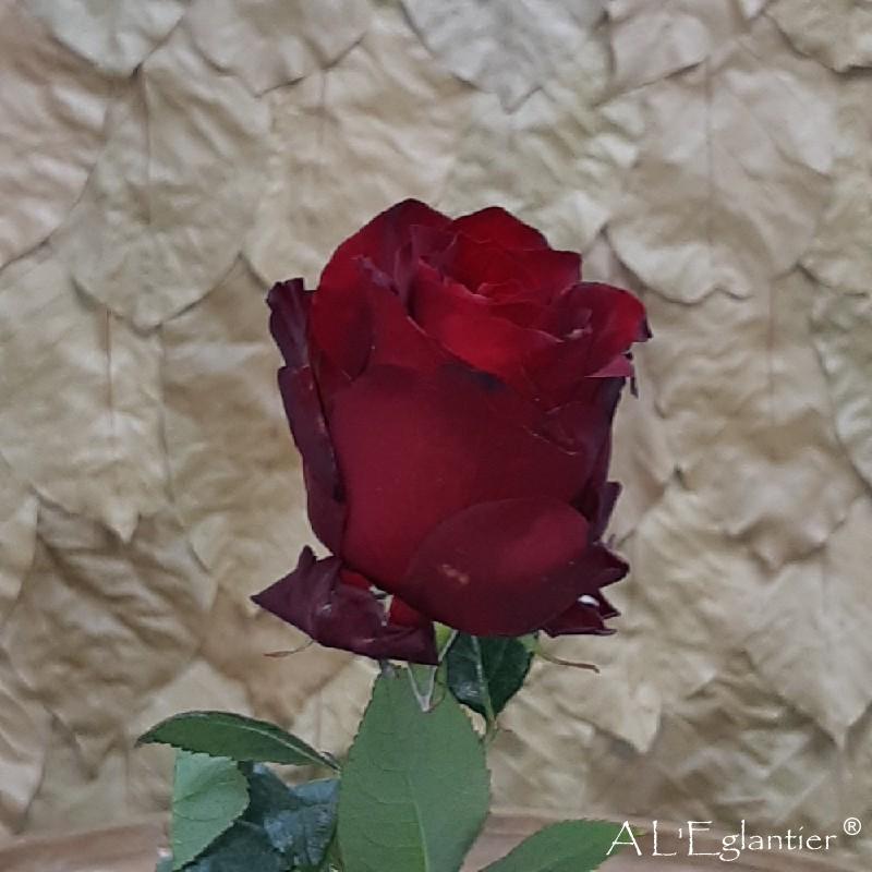 Rose Equateur Explorer courte