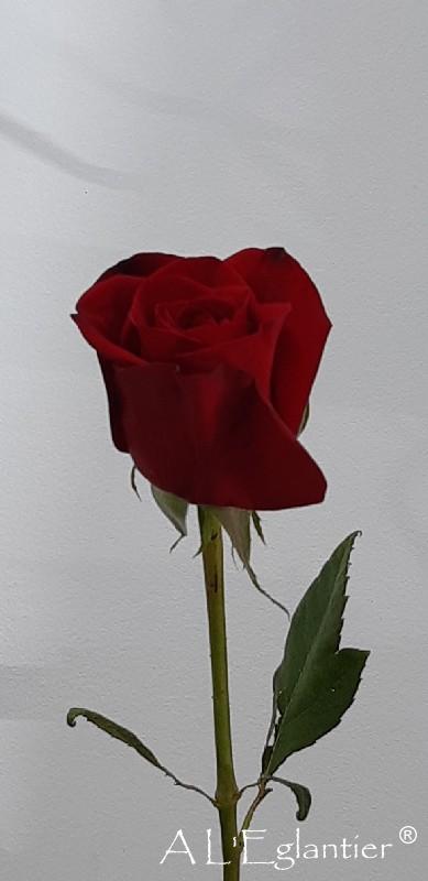 Rose Equateur Freedom