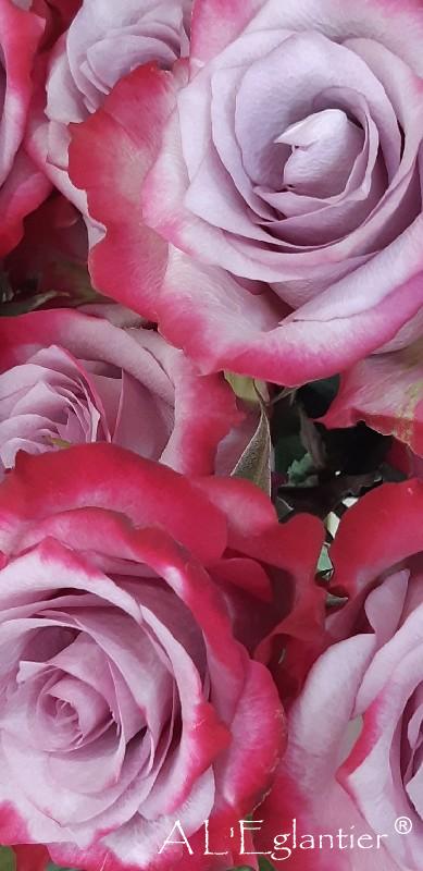 Rose Equateur Deep Purple 50 cm