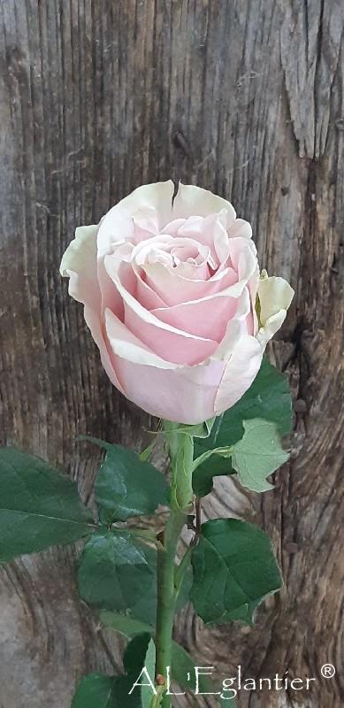 Rose Equateur Pink Mondial