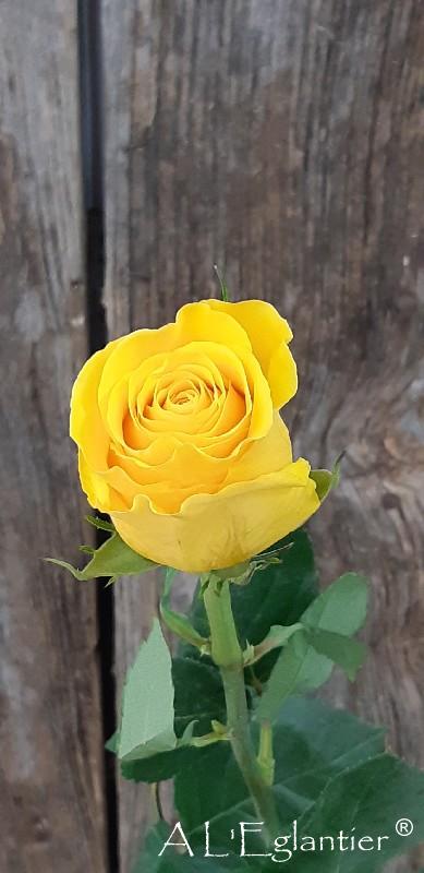 Rose Equateur Brighton