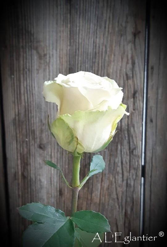 Rose equateur Pompei