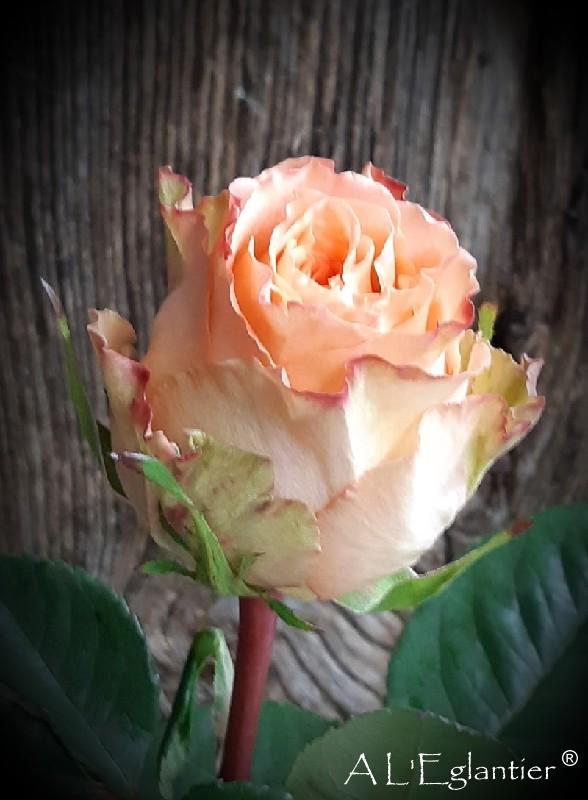 Rose equateur Country Home