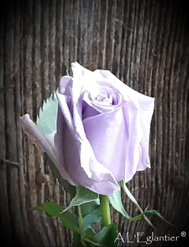 Rose equateur Ocean Song