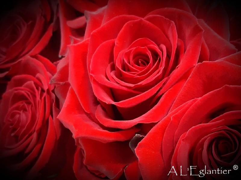 Rose equateur Freedom retaillée