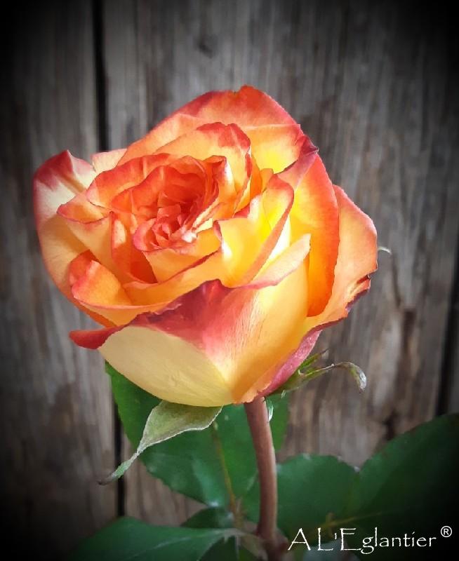 Rose Equateur Hight and Magic