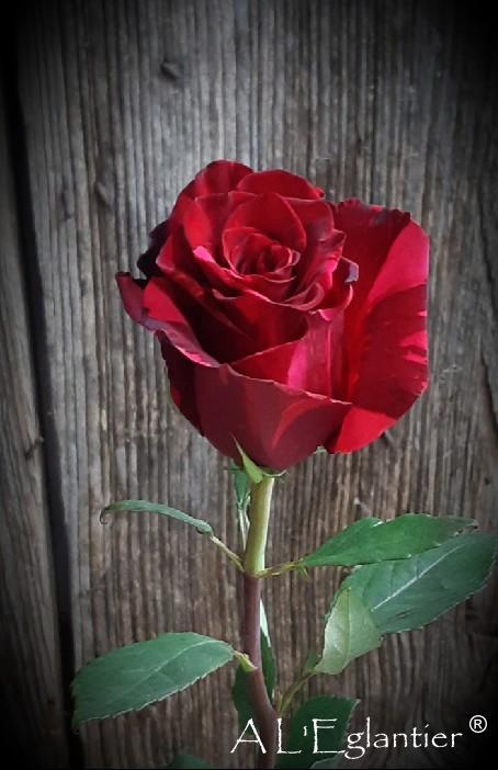 Rose equateur red Panther