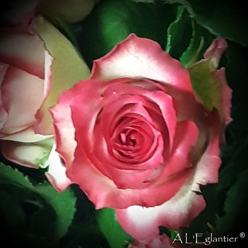 rose E-vent