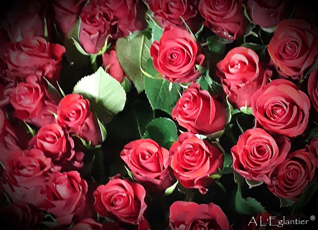 Rose Red Ribbon 60 cm