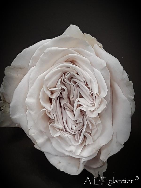 rose de jardin Westminster Abbey