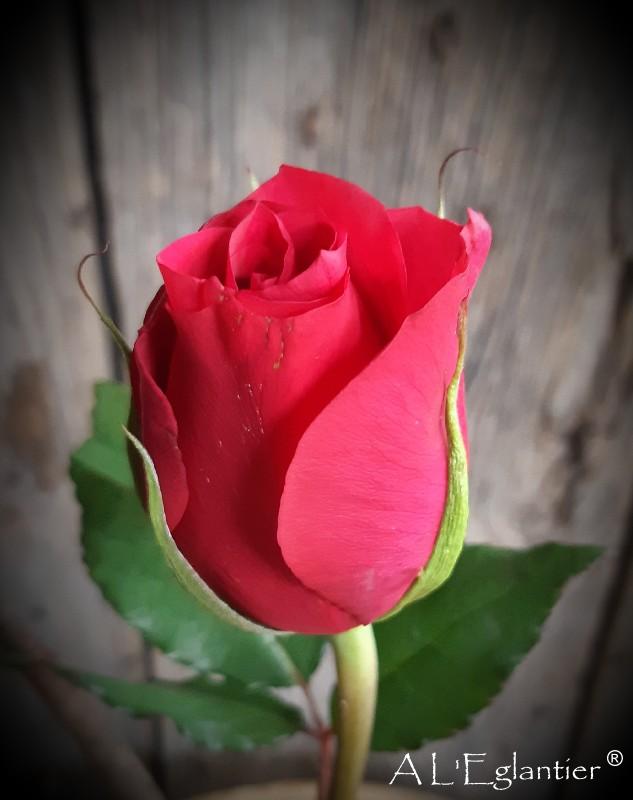 rose equateur freedom grande taille