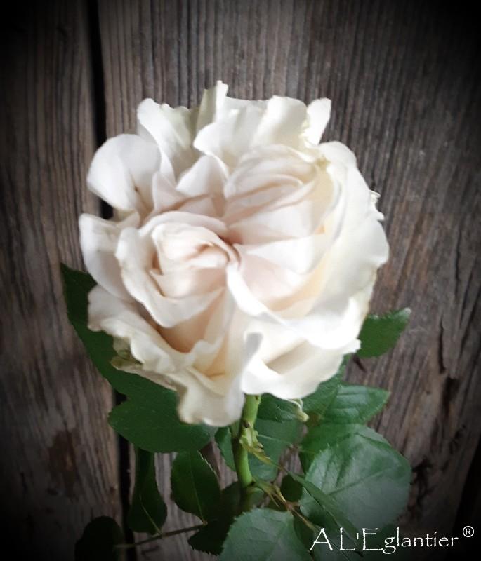 rose equateur coton expression