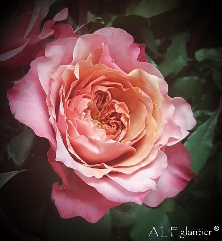 rose de jardin Myiabi