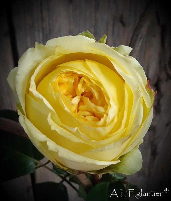 rose de jardin Catalina