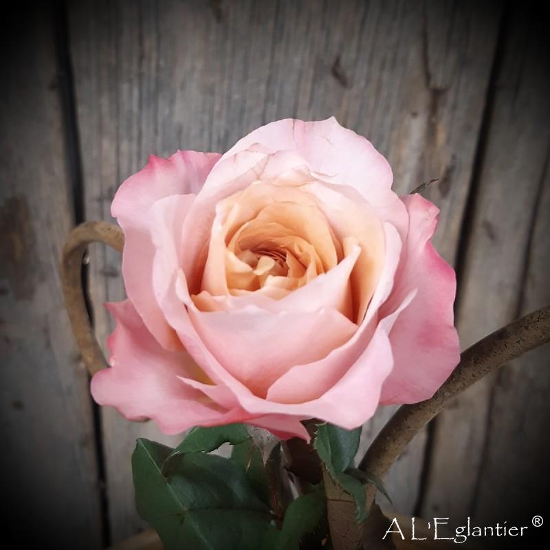 Rose de Jardin Miyabi Brown