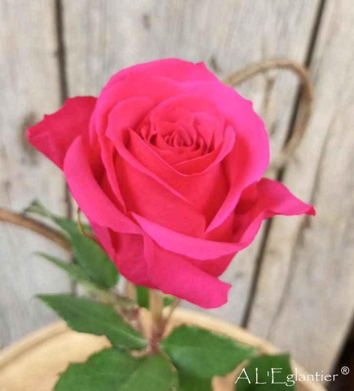 rose equateur queen berry