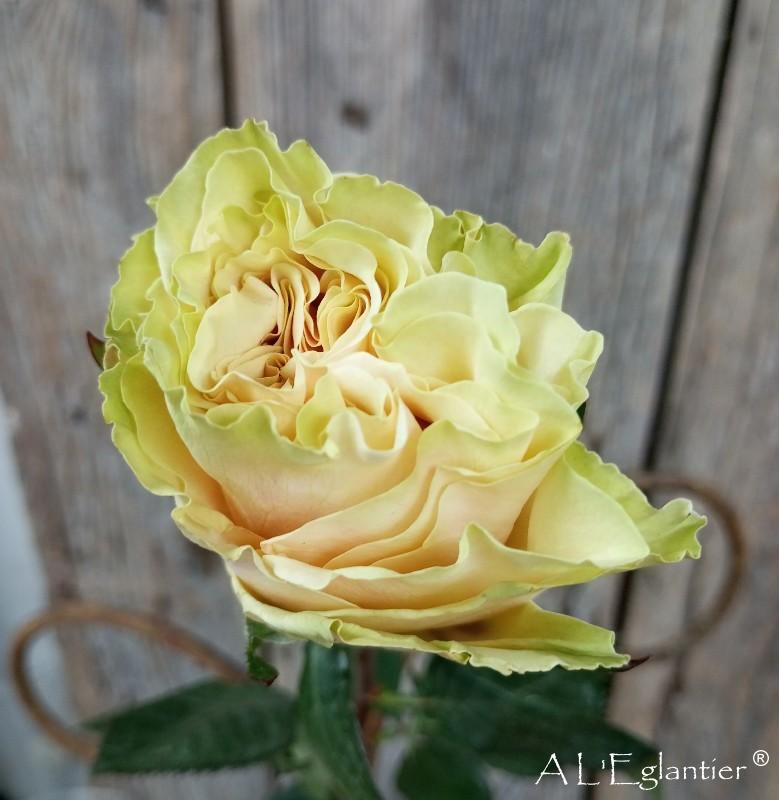 rose equateur cute enigma select