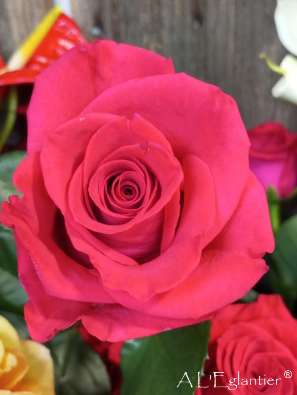 rose equateur wild one